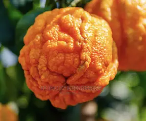 Bitter Orange Moq 5.