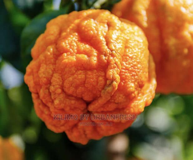 Bitter Orange Moq 5. - main view