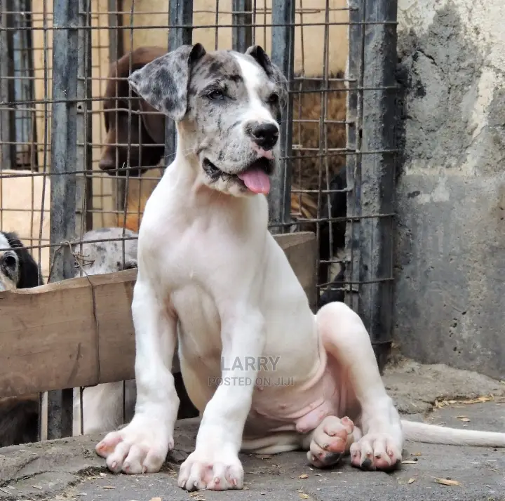 1-3 Months Male Purebred Great Dane