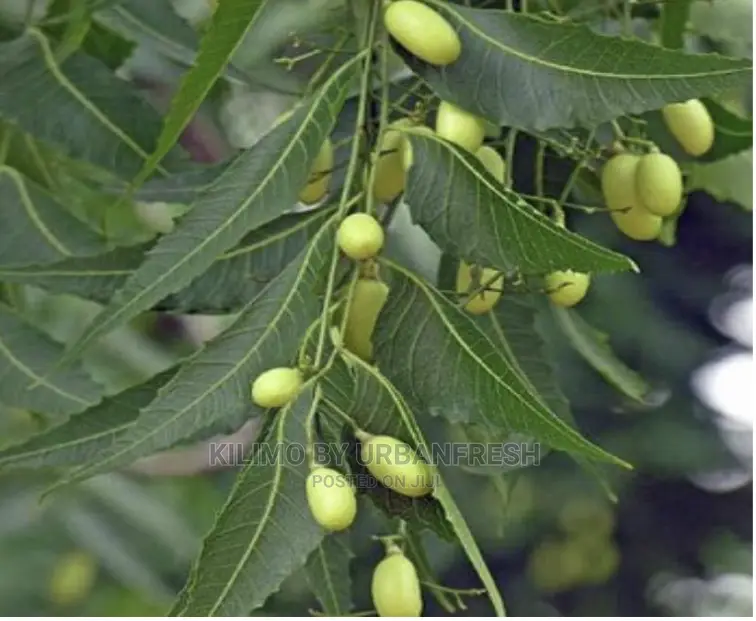 Neem Tree Seedlings