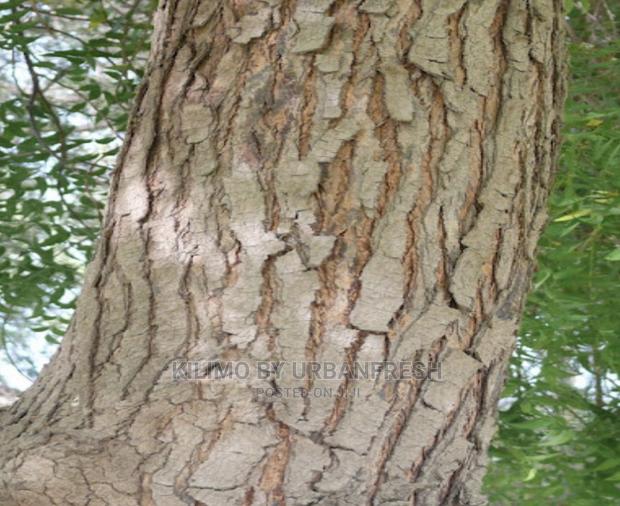 Neem Tree Seedlings - thumbnail 3