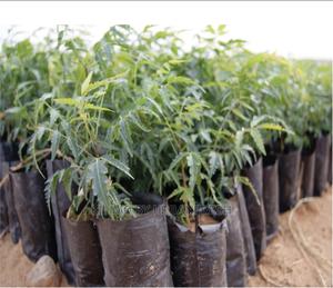Neem Tree Seedlings - thumbnail 2