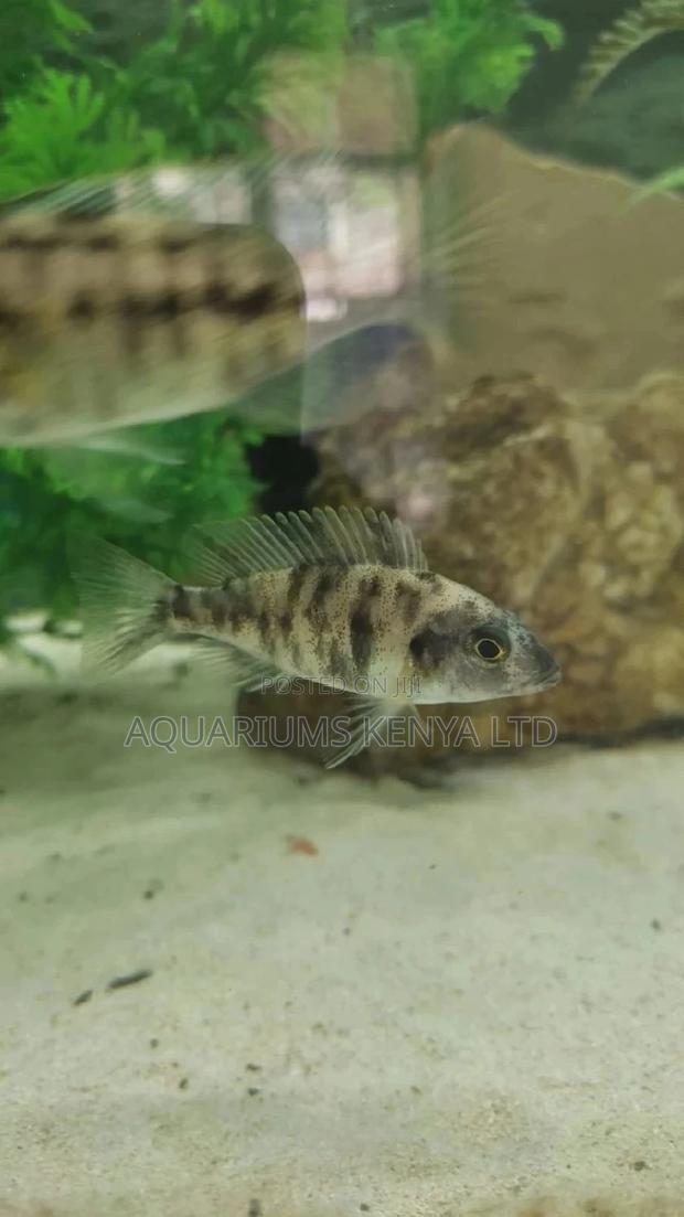 Ob's Peacock Cichlids - main view