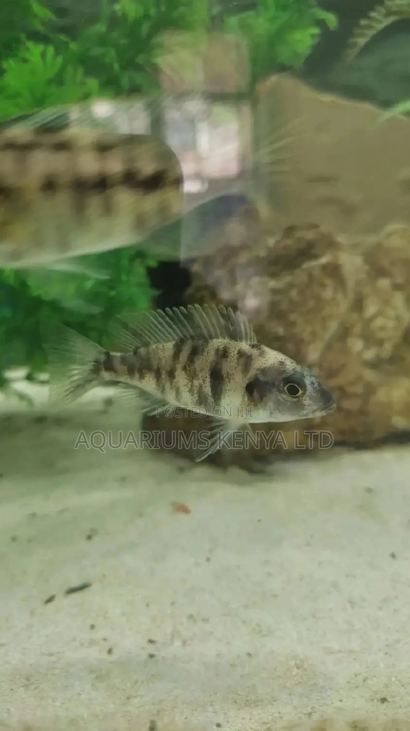 Ob's Peacock Cichlids