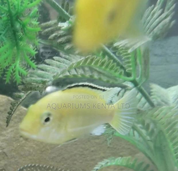 Peacock Cichlids, Labs - main view