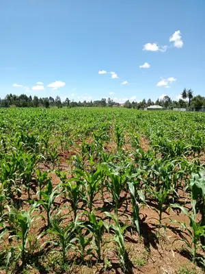 10 Acres Annex With Title