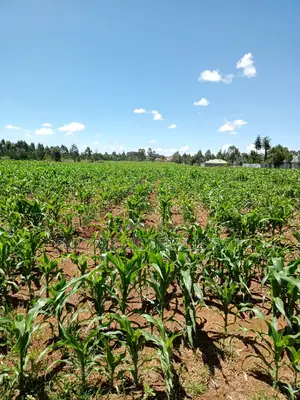 10 Acres Annex With Title
