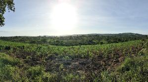 Farm Land in Shimbahills - thumbnail 2