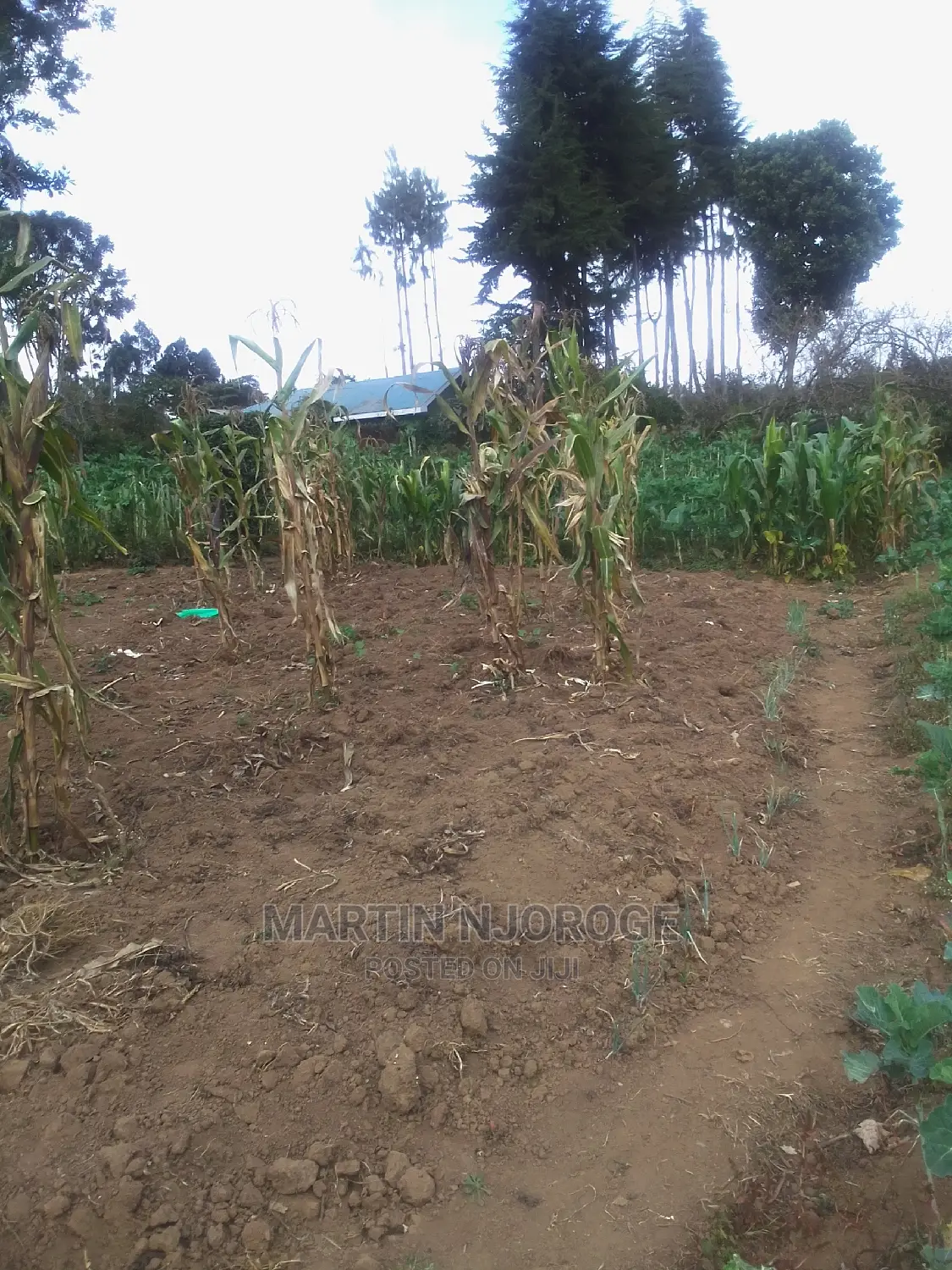 100 By 100 Plot Mwiciringiri, Naivasha