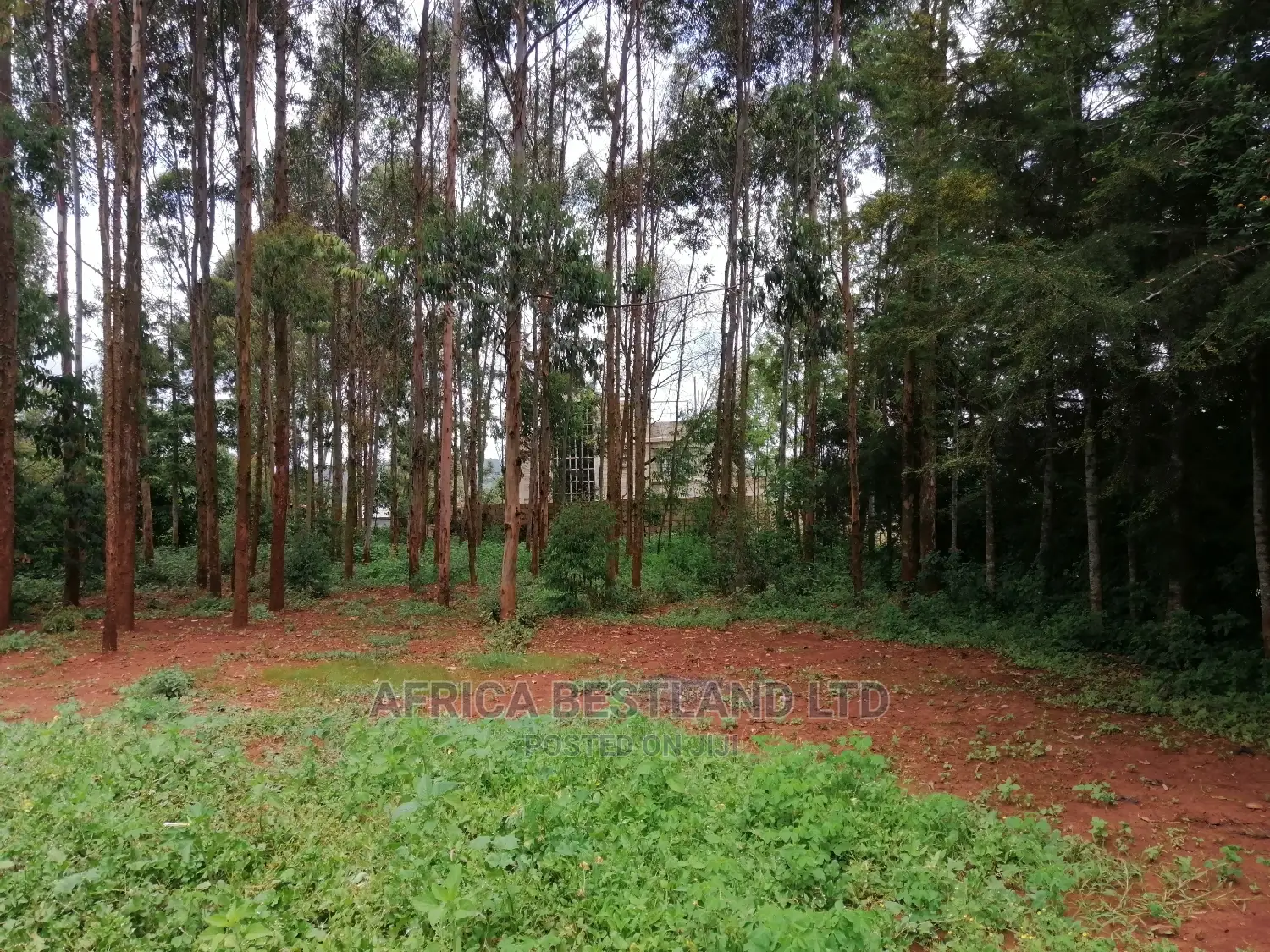 50x100 Ft Plot for Sale in Kikuyu Migumoini