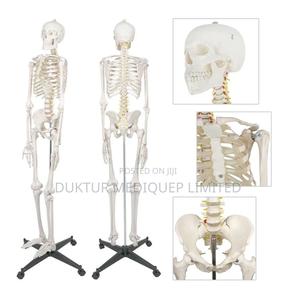 Medical Educational Skeleton Model 85cm Height - thumbnail 2
