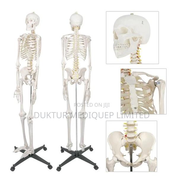 Medical Educational Skeleton Model 85cm Height - main view