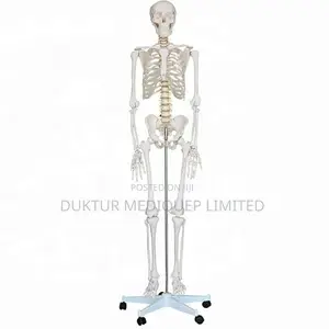 Medical Educational Skeleton Model 42cm Height