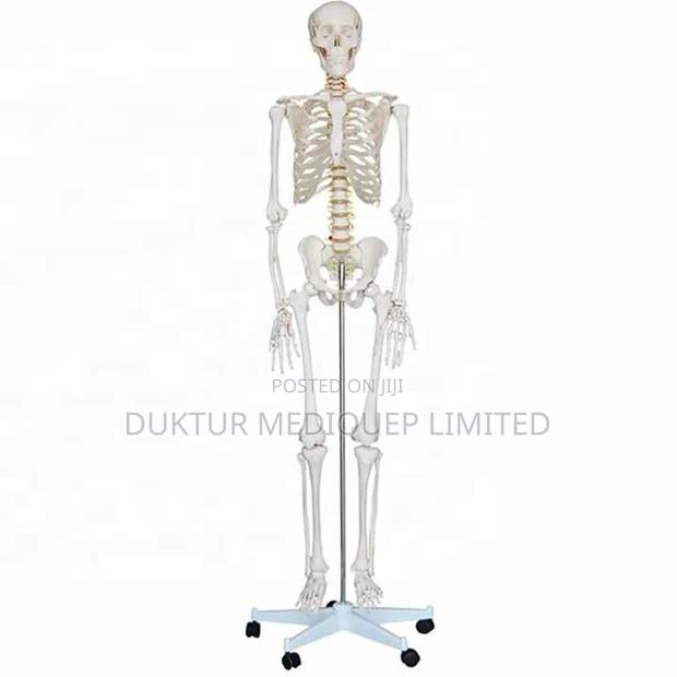 Medical Educational Skeleton Model 42cm Height