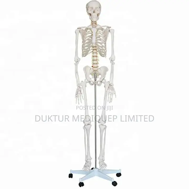 Medical Educational Skeleton Model 42cm Height