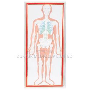 Skeletal Relief Model 90x40x5cm - thumbnail 2