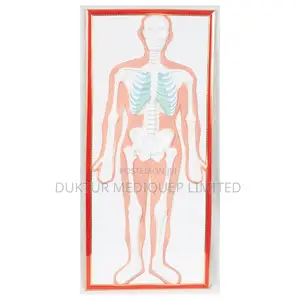 Skeletal Relief Model 90x40x5cm