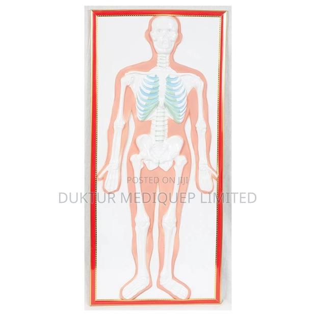 Skeletal Relief Model 90x40x5cm - main view