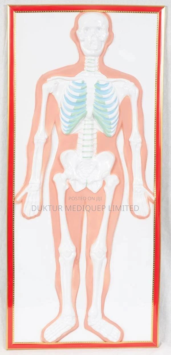 Skeletal Relief Model 90x40x5cm - thumbnail 3