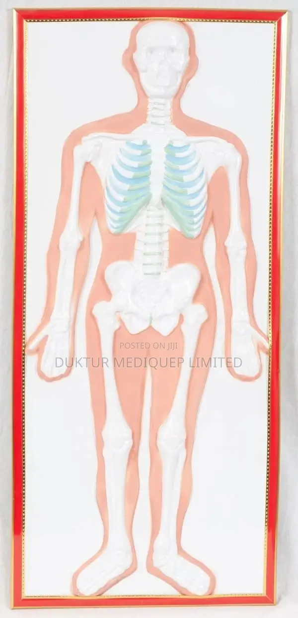 Skeletal Relief Model 90x40x5cm