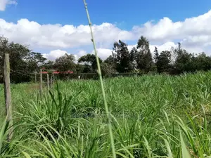 Residential 50x100 Ft Plot for Sale in Thigio Nguirubi