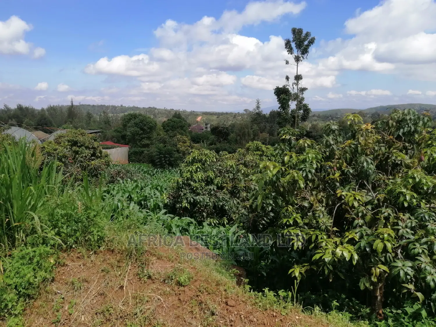 Residential 50x100 Ft Plot for Sale in Thigio Nguirubi
