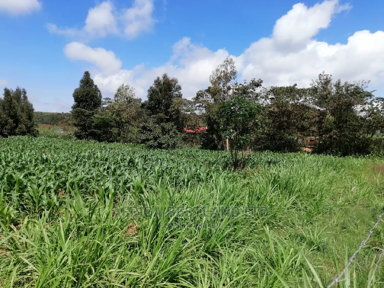 Residential 50x100 Ft Plot for Sale in Thigio Nguirubi