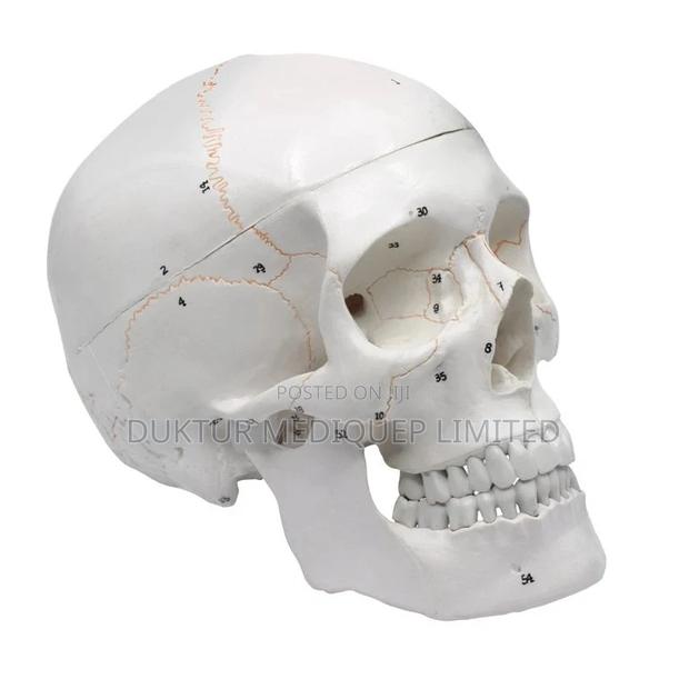 Human Skull Model With Number Model - main view