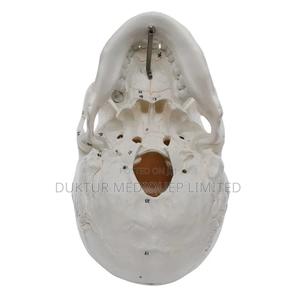 Human Skull Model With Number Model - thumbnail 2