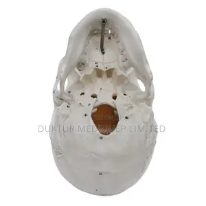 Human Skull Model With Number Model