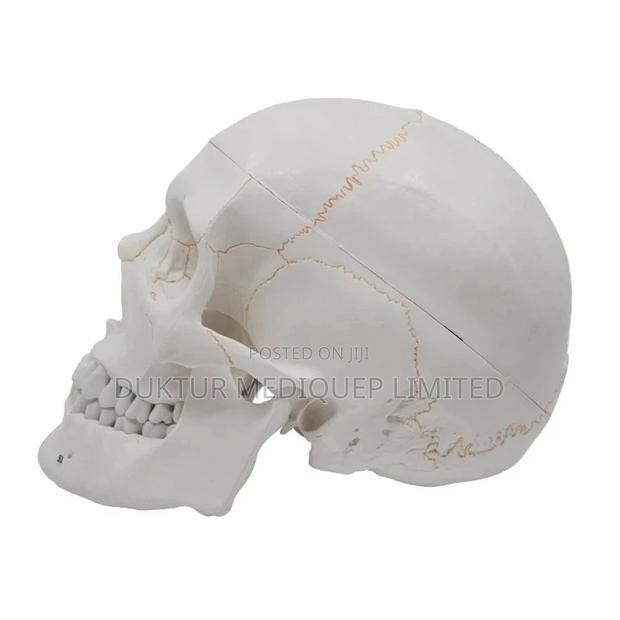 Human Skull Model With Number Model - thumbnail 4