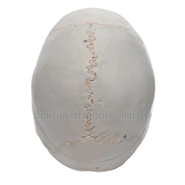 Human Skull Model With Number Model - thumbnail 5