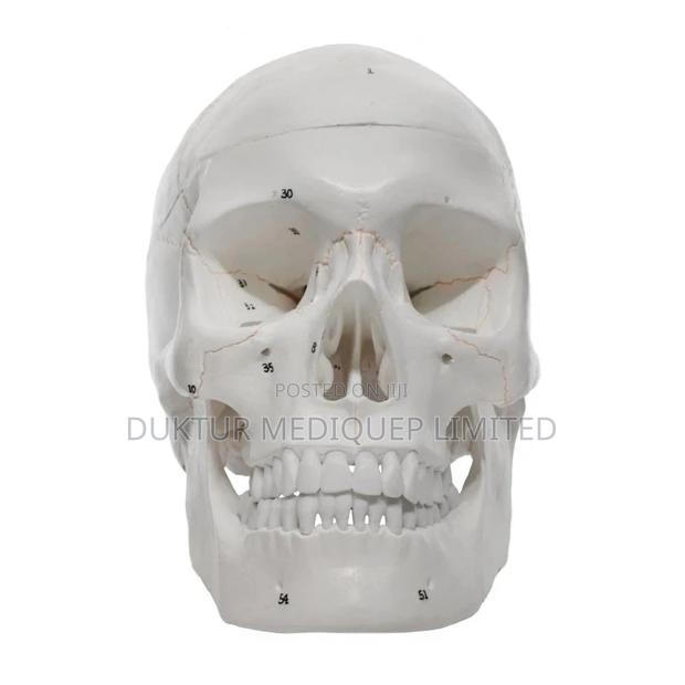 Human Skull Model With Number Model - thumbnail 6