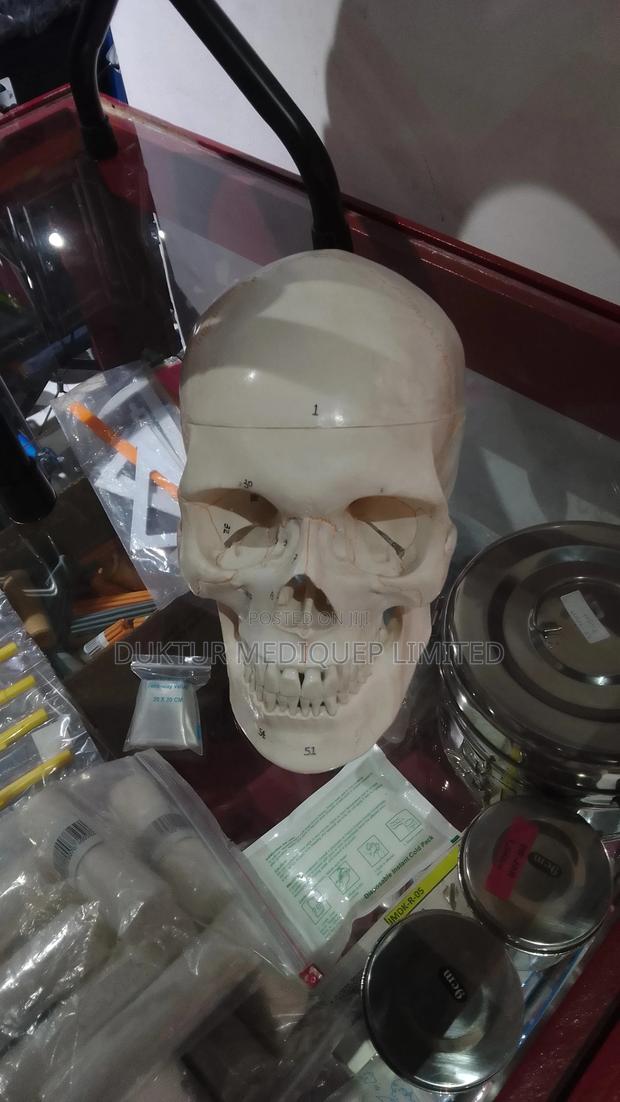 Human Skull Model With Number Model - thumbnail 7