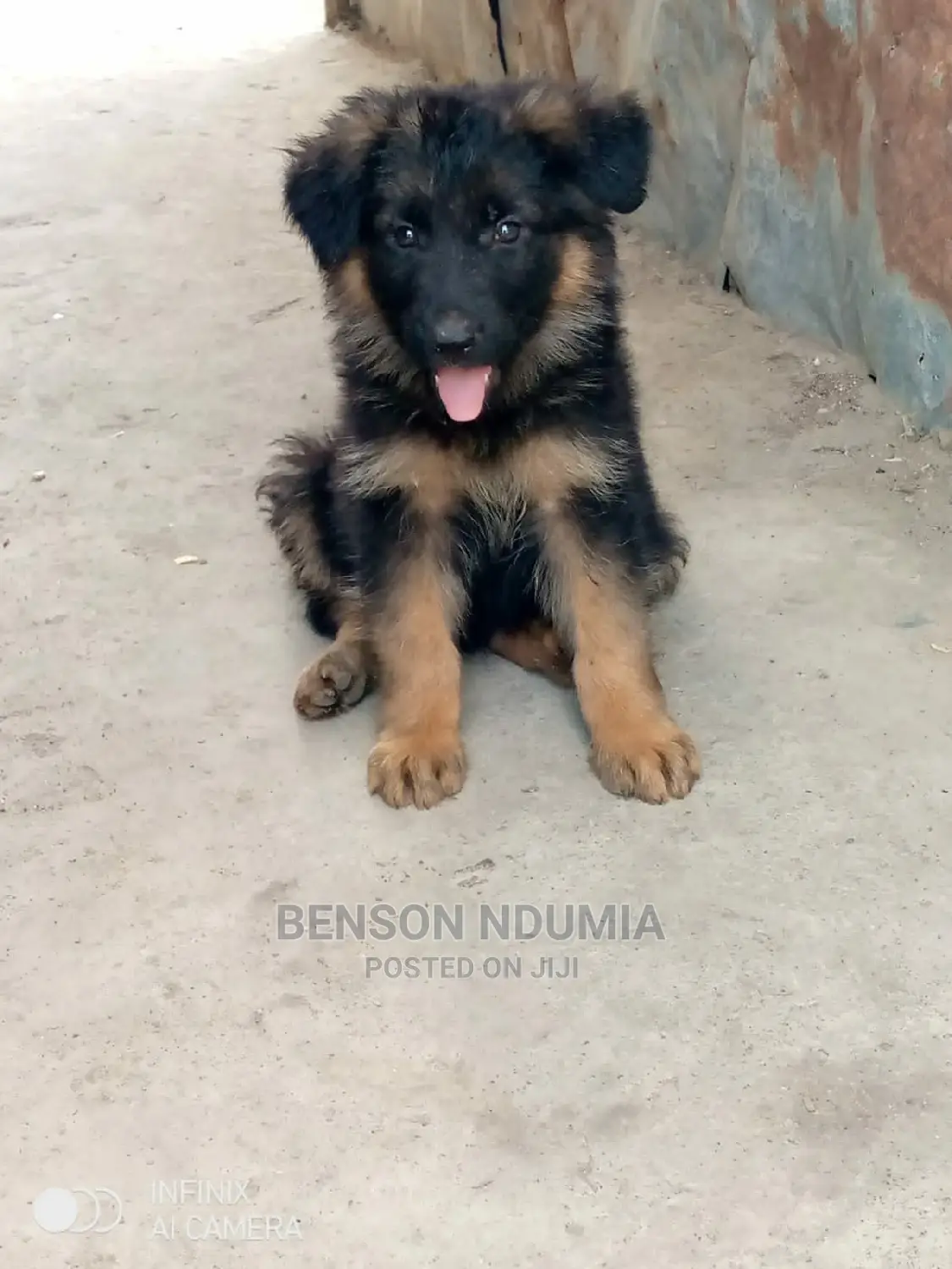 1-3 months Female Purebred German Shepherd