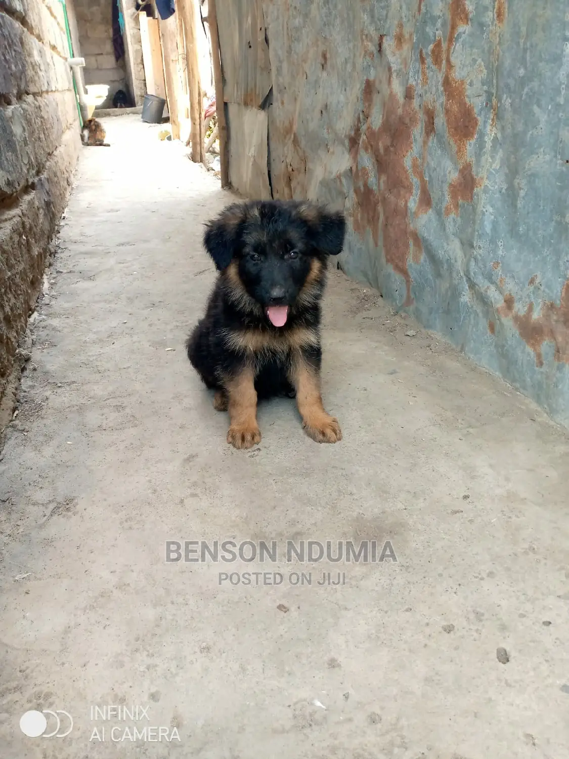 1-3 months Female Purebred German Shepherd