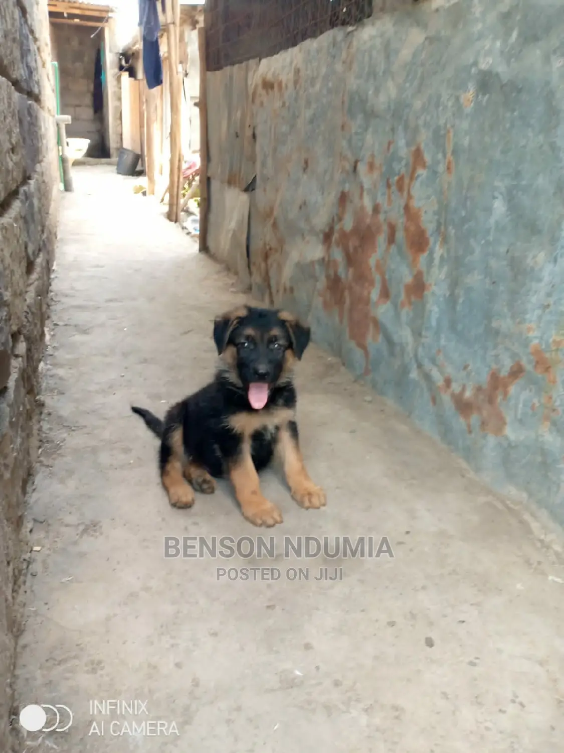1-3 months Female Purebred German Shepherd