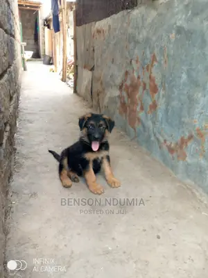 1-3 months Female Purebred German Shepherd