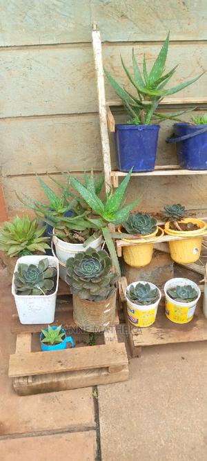 Succulent Plants - main view