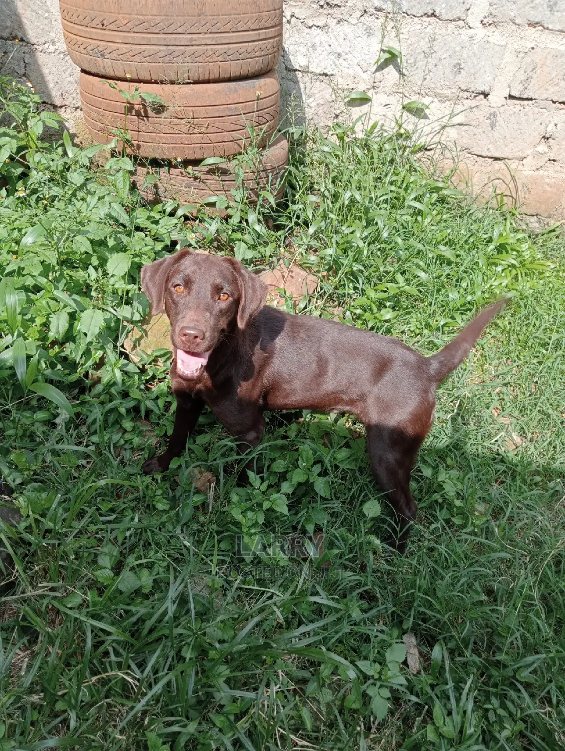 1+ Year Female Purebred Labrador Retriever
