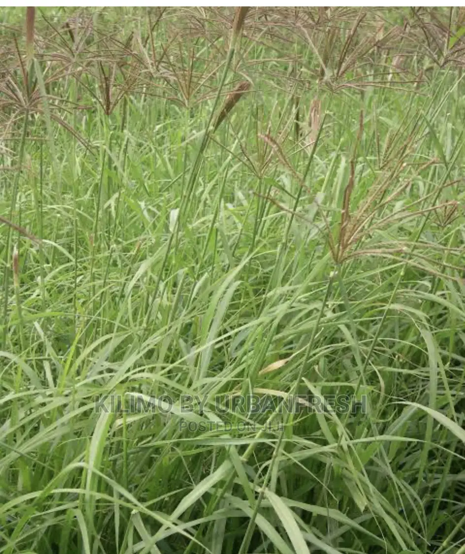 Boma Rhodes Seeds 1kg