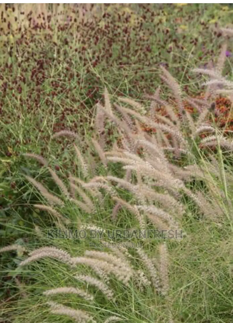 African Foxtail Fodder Grass 1 Kg