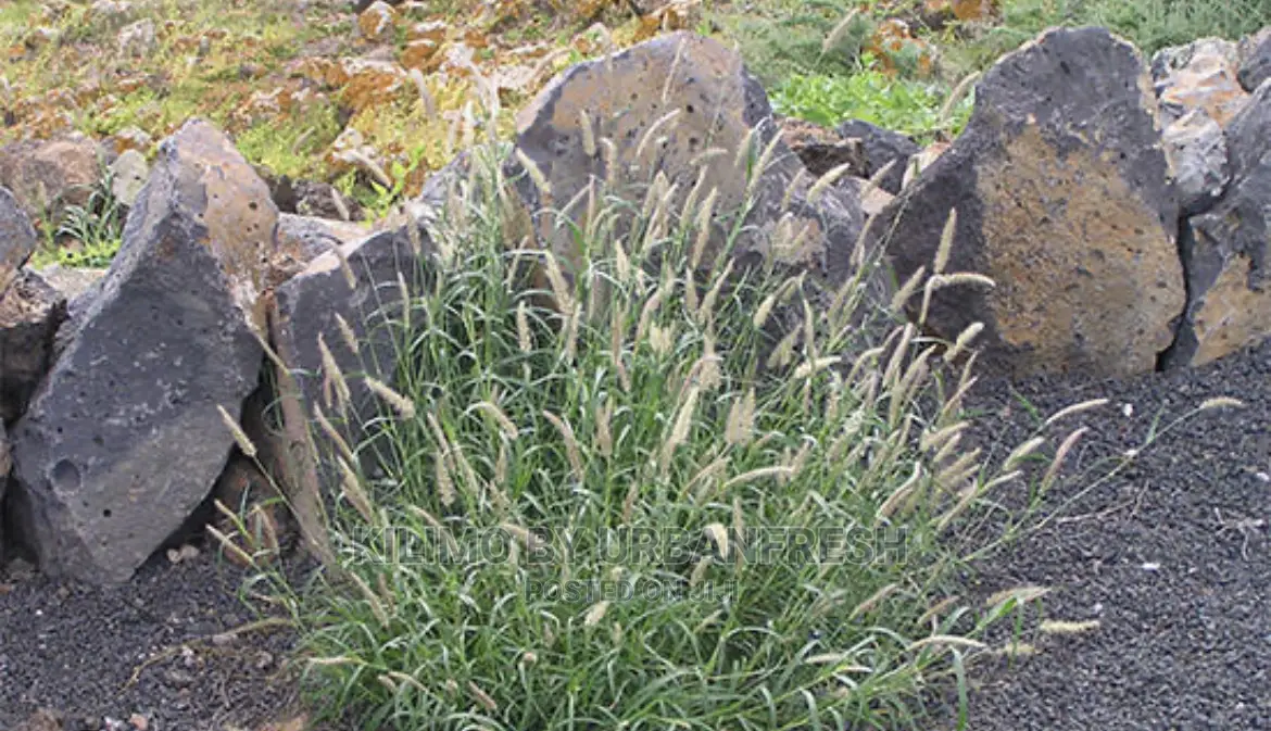 African Foxtail Fodder Grass 1 Kg