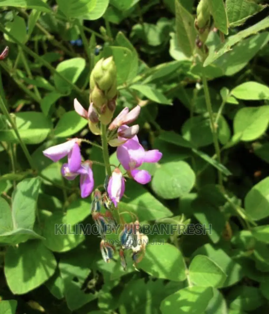 Desmodium Grass Fooder Seeds 1 Kg.