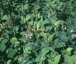 Desmodium Grass Fooder Seeds 1 Kg.