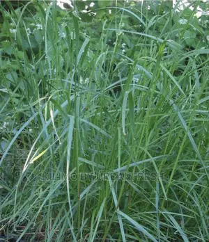 Bush Rye Grass Fodder Seed 1 Kg.