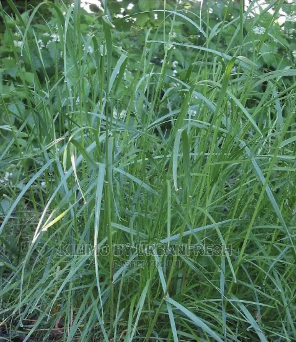 Bush Rye Grass Fodder Seed 1 Kg.