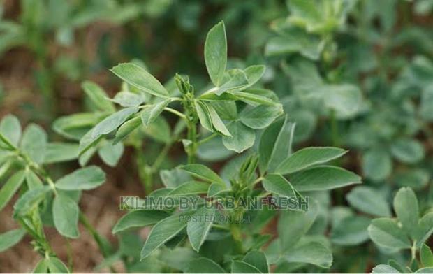 Lucern / Alfafa Grass Seeds 1 Kg - main view
