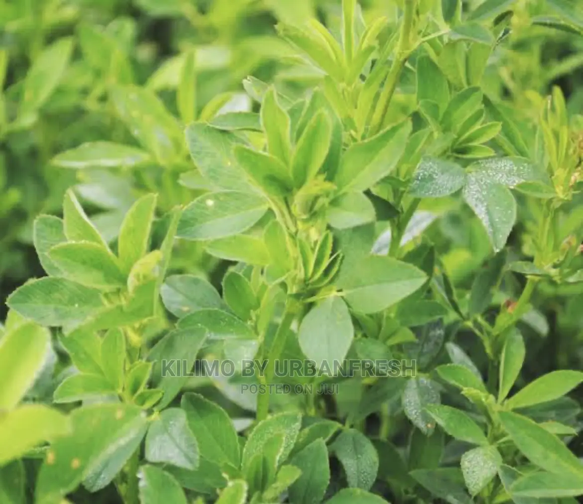 Lucern / Alfafa Grass Seeds 1 Kg
