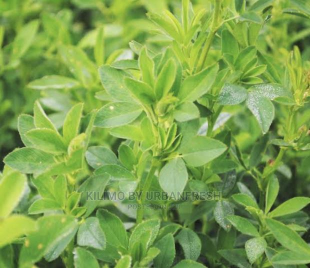 Lucern / Alfafa Grass Seeds 1 Kg - thumbnail 2